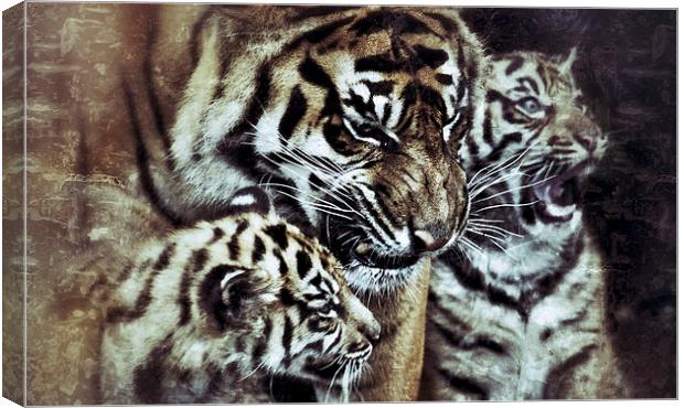 Sumatran Tiger and Cubs Canvas Print by Celtic Origins