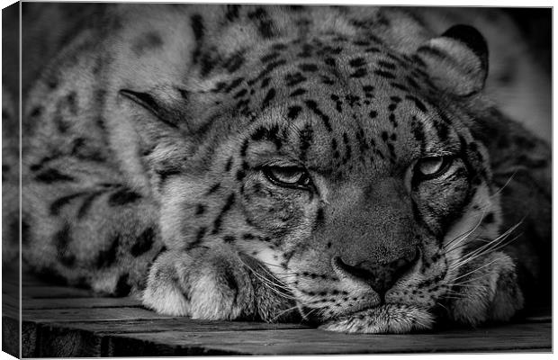 Snow Leopard - Not Getting Up. Canvas Print by Celtic Origins