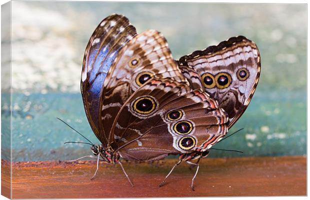 Siamese Butterflies Canvas Print by Paul Shears Photogr