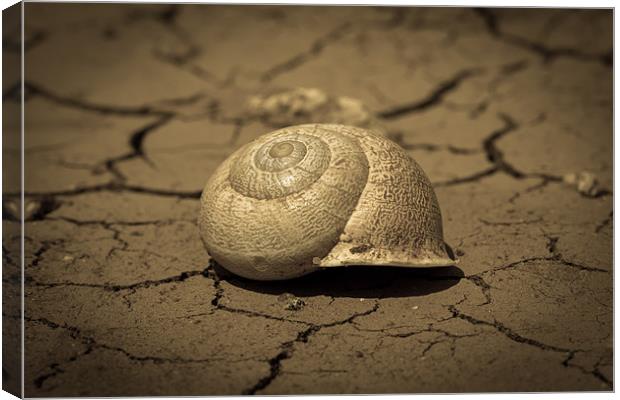 Abandoned Snail Shell II Canvas Print by Paul Shears Photogr