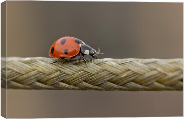The Ladybird And The Rope Bridge Canvas Print by Paul Shears Photogr