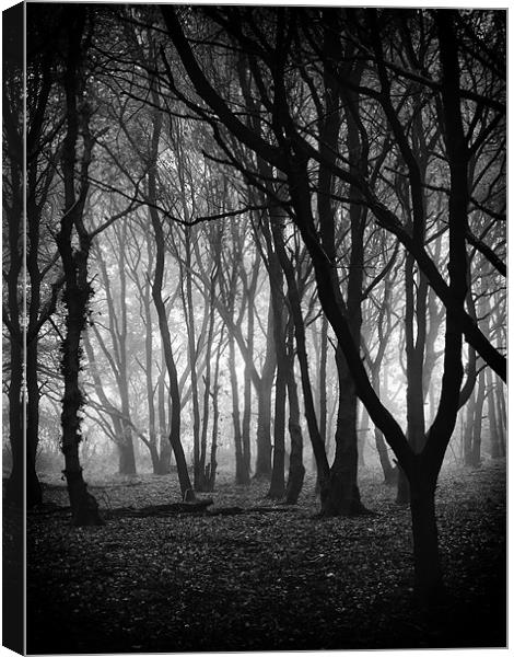Down to the Woods Canvas Print by Marcus Scott