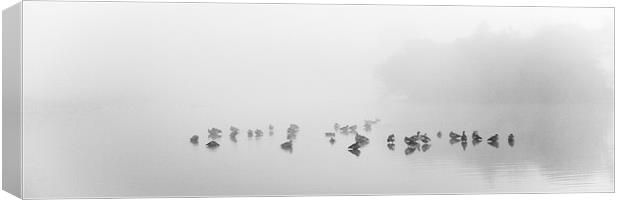 gaggle in the mist Canvas Print by Marcus Scott