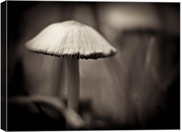 mushroom study Canvas Print by Marcus Scott