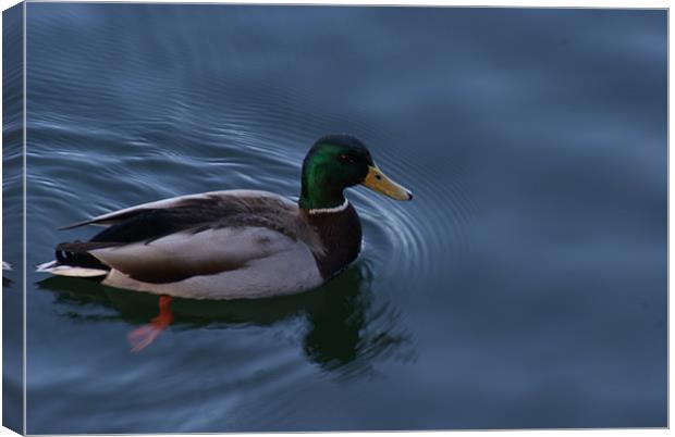 duck Canvas Print by anthony pallazola