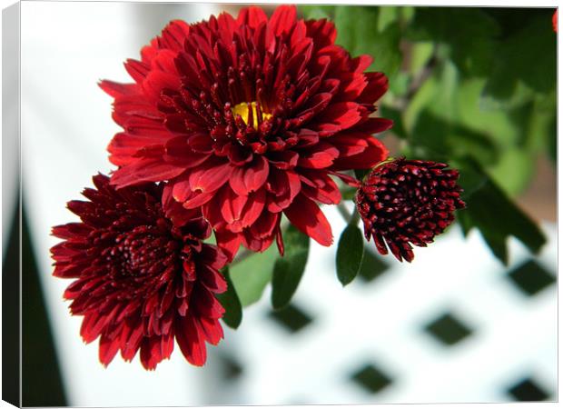 red chrysanthemums Canvas Print by anthony pallazola