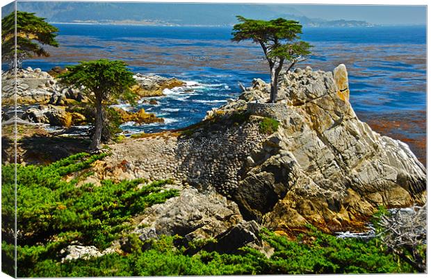 Cypress and rocks in Monterey Canvas Print by Jonah Anderson Photography