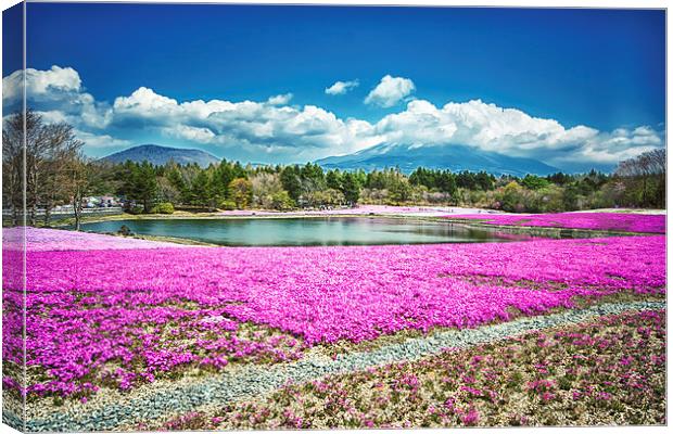 Pink Flowers Blue Sky Canvas Print by Jonah Anderson Photography