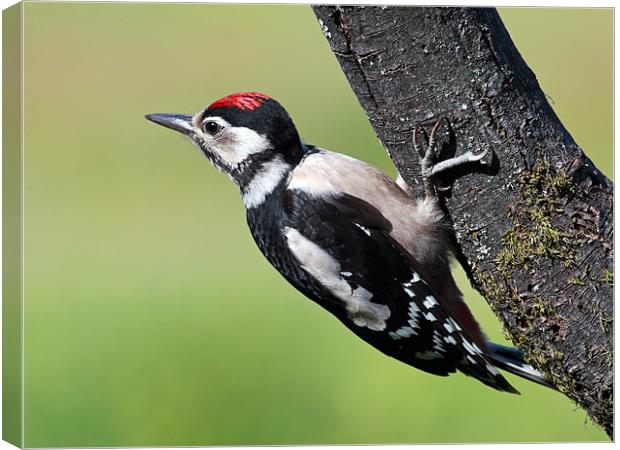 Great Spotted Woodpecker Canvas Print by Grant Glendinning