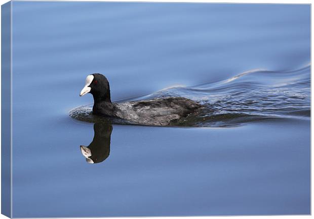 Coot reflection Canvas Print by Grant Glendinning