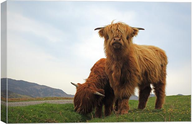 Highland Cows Canvas Print by Grant Glendinning