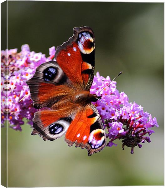 Peacock Butterfly Canvas Print by Grant Glendinning