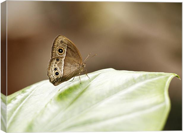 Owl Butterfly Canvas Print by Grant Glendinning