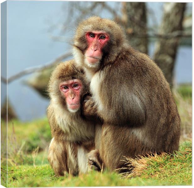 Macaque Monkey portrait Canvas Print by Grant Glendinning