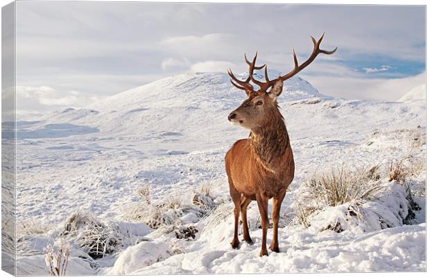 Deer Stag in the snow Canvas Print by Grant Glendinning