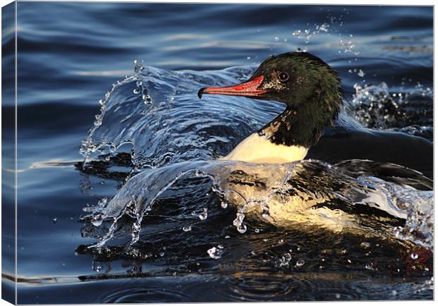 Goosander Canvas Print by Grant Glendinning