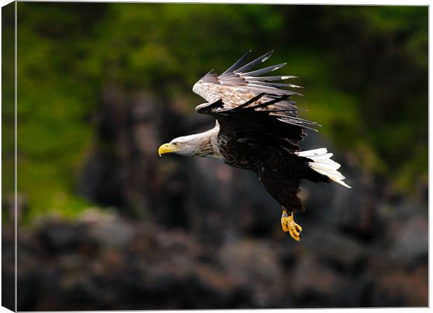 White tailed Sea Eagle Canvas Print by Grant Glendinning