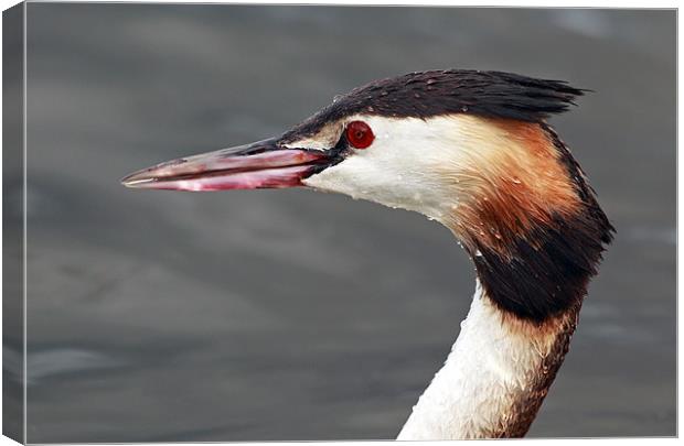 Great crested grebe Canvas Print by Grant Glendinning