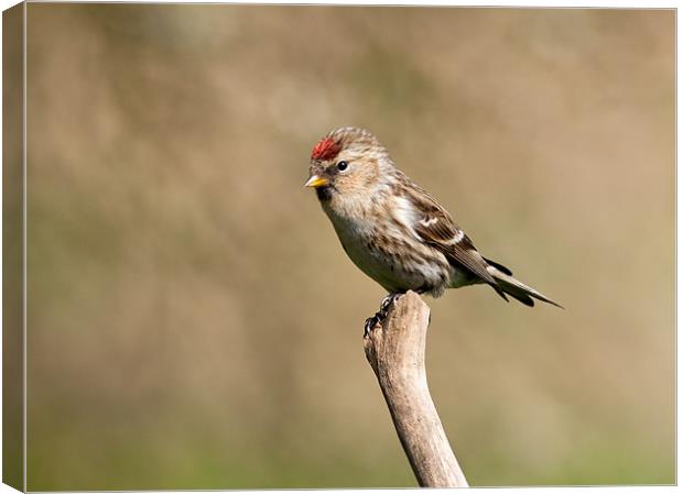 Redpoll Canvas Print by Grant Glendinning