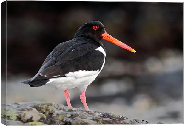 Oyster Catcher Canvas Print by Grant Glendinning