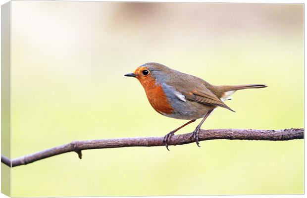 Robin redbreast Canvas Print by Grant Glendinning