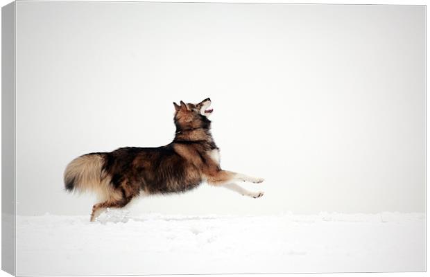 Utonagan in the snow Canvas Print by Grant Glendinning