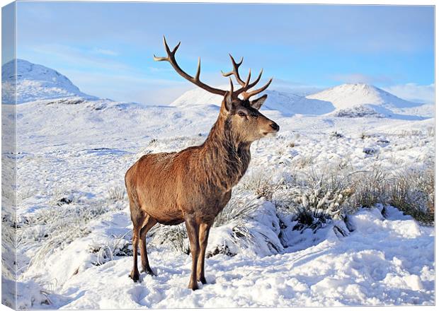 Deer Stag in snow Canvas Print by Grant Glendinning