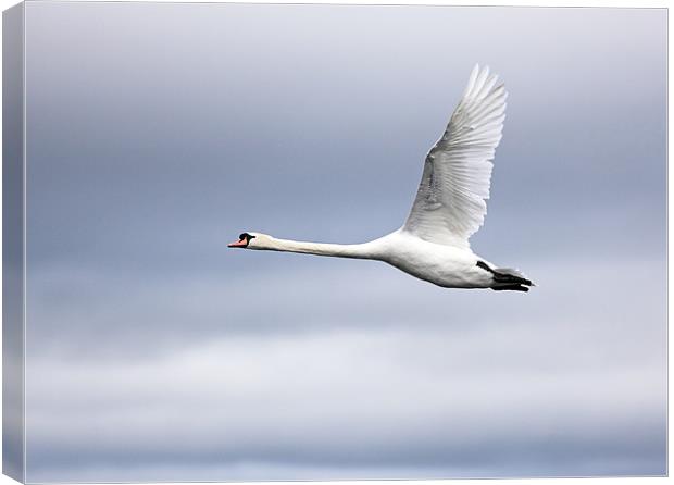 Swan Canvas Print by Grant Glendinning