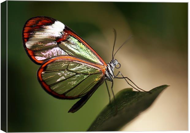 Glasswing Butterfly Canvas Print by Grant Glendinning