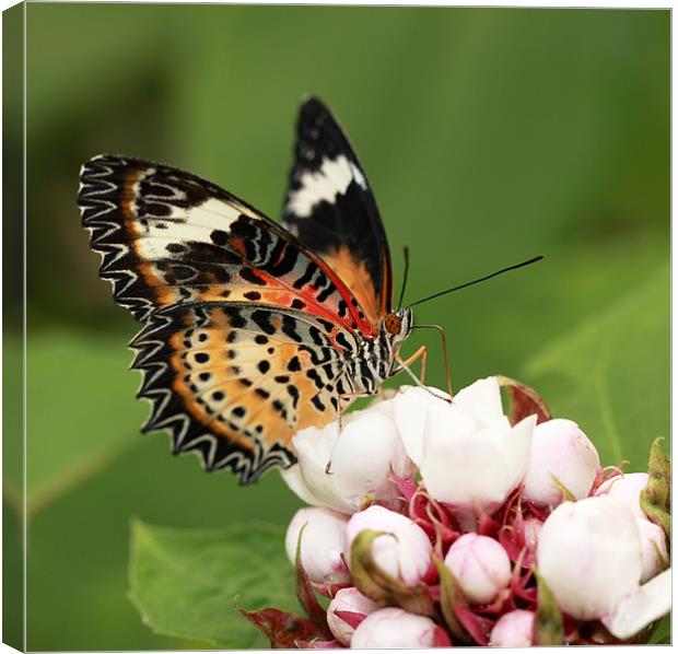 Malay Lacewing Canvas Print by Grant Glendinning