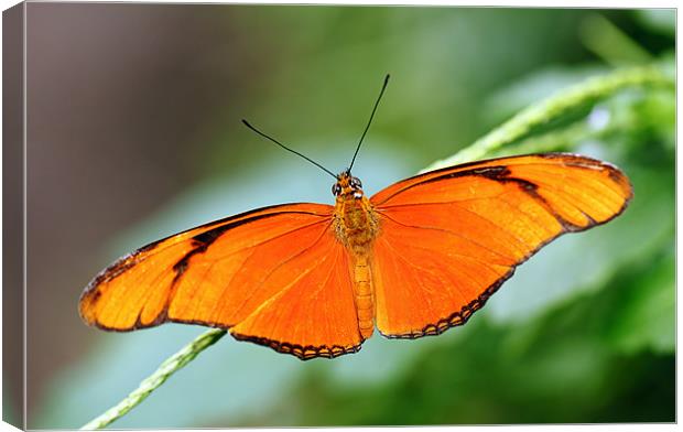 Flame Butterfly Canvas Print by Grant Glendinning