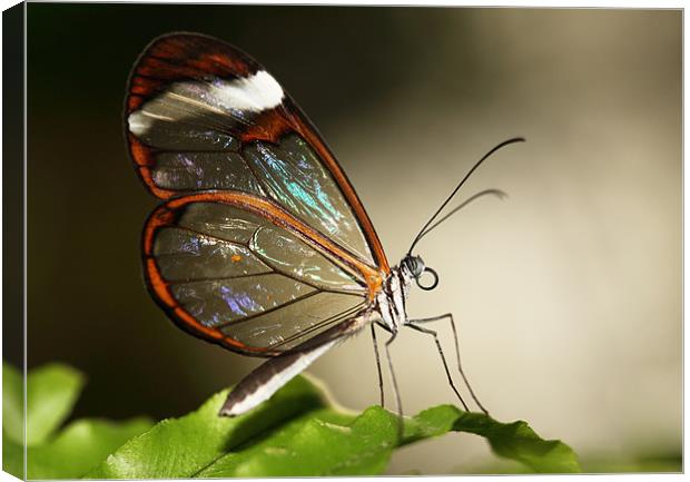 Glasswing tropical Butterly Canvas Print by Grant Glendinning