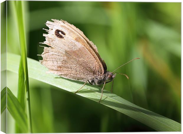 Meadow brown Butterfly Canvas Print by Grant Glendinning