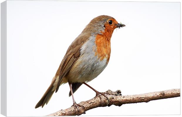 Robin Canvas Print by Grant Glendinning