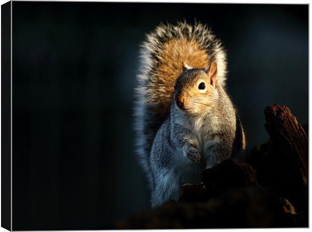 Grey Squirrel Canvas Print by Grant Glendinning