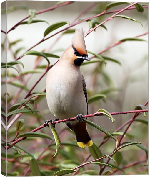 Waxwing Canvas Print by Grant Glendinning