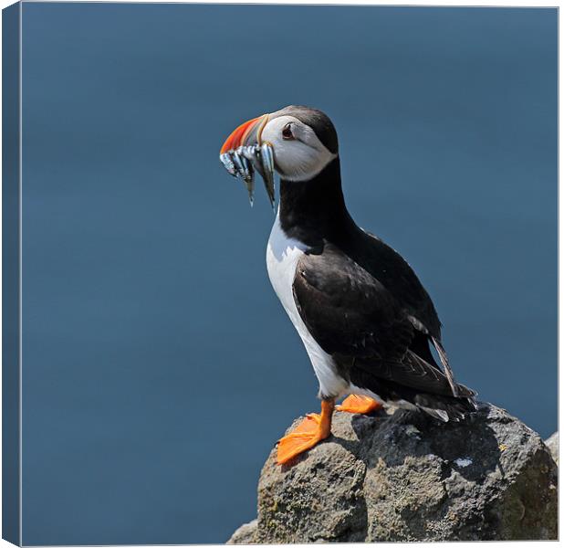 Puffin Canvas Print by Grant Glendinning