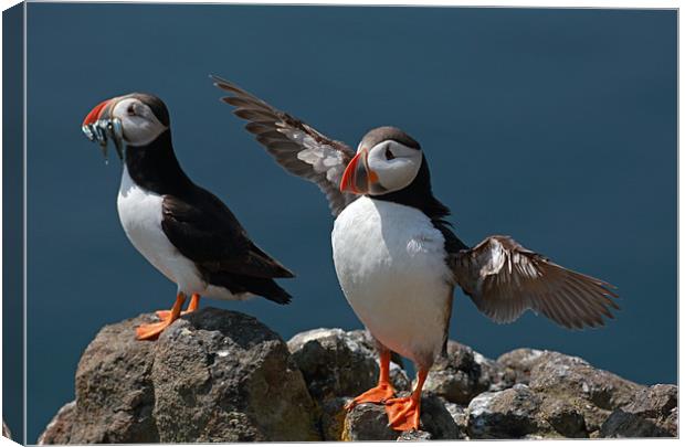 Puffins Canvas Print by Grant Glendinning