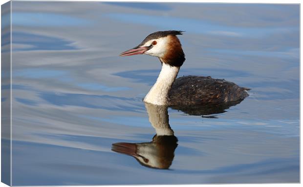 Great crested grebe Canvas Print by Grant Glendinning
