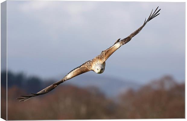 Red Kite Canvas Print by Grant Glendinning