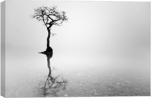 Misty Tree  Canvas Print by Grant Glendinning