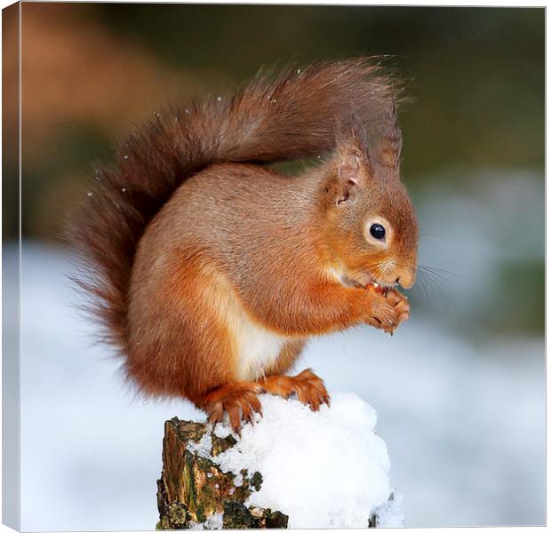  Red Squirrel Canvas Print by Grant Glendinning