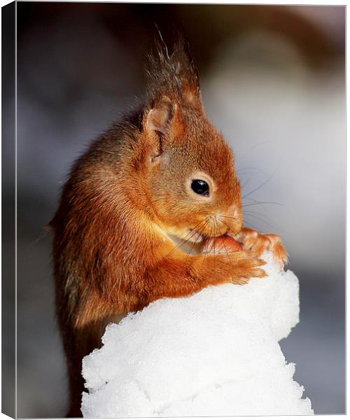 Red Squirrel  Canvas Print by Grant Glendinning