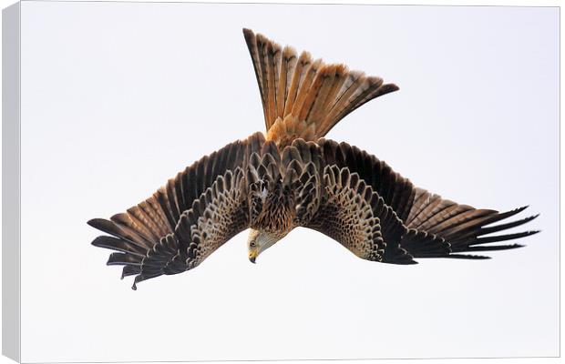 Red Kite diving Canvas Print by Grant Glendinning
