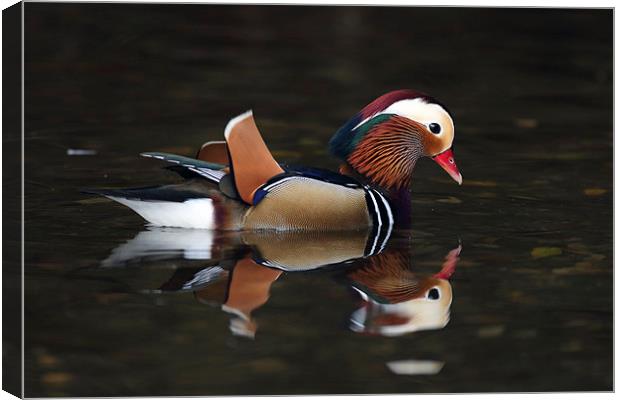 Mandarin Duck Canvas Print by Grant Glendinning