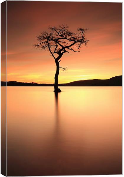  Lone Tree Afterglow Canvas Print by Grant Glendinning
