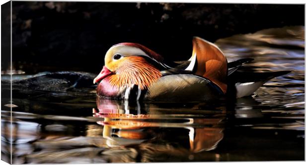 Male Mandarin Duck Canvas Print by Grant Glendinning