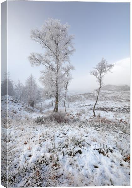 Glen Shiel Misty Winter Trees Canvas Print by Grant Glendinning