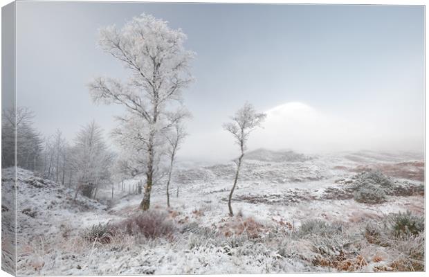 Glen Shiel Misty Winter Trees Canvas Print by Grant Glendinning