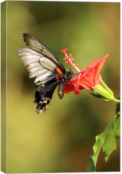 Lows Swallowtail Canvas Print by Grant Glendinning